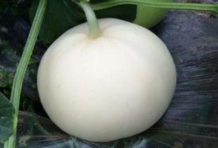 吃梨瓜的文案,夏日清新解渴新宠