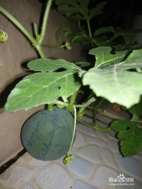 吃瓜种子,一场关于美食与文化的盛宴