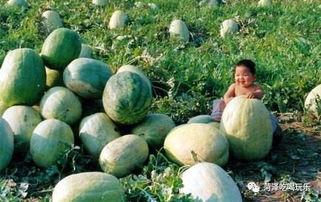 市二医院吃瓜,揭秘背后的真相与反思