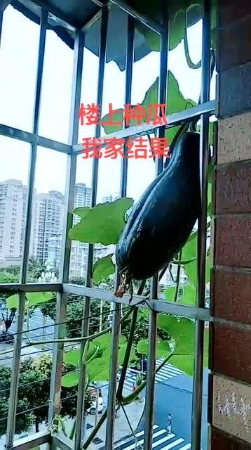 吃瓜爬护栏,揭秘网络热议背后的真相