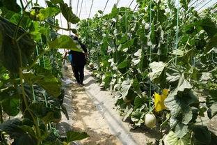 谷子吃瓜视频,揭秘网红美食背后的故事